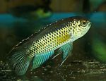 Golden Dverg Cichlid