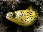 Eel Moray De Aur  fotografie și îngrijire