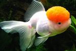 Akvarijske Ribice Goldfish (Carassius auratus) fotografija; bela