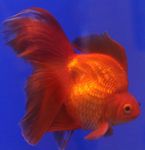 Goldfish Photo and characteristics