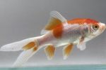 Goldfish (Carassius auratus) Photo; Spotted