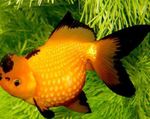 Akvarijske Ribice Goldfish (Carassius auratus) fotografija; rumena