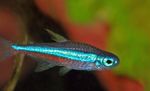 Zeleni Neon Tetra