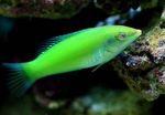 Zöld Wrasse, Pasztell Zöld Wrasse