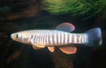 Akvarij Ribe Gulf-Killifish (Fundulus) Foto; prugasta