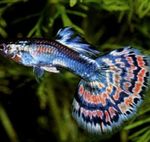 Iasc Aquarium Guppy (Poecilia reticulata) Photo; motley