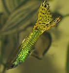 Iasc Aquarium Guppy (Poecilia reticulata) Photo; glas