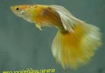 Guppy Photo and characteristics