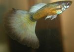 აკვარიუმის თევზი Guppy (Poecilia reticulata) სურათი; ოქროს