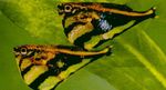 Akvarijné Ryby Hatchetfish (Carnegiella) fotografie; bodkovaný