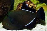 Ryby Akwariowe Hawajski Czarny Triggerfish (Melichthys niger) zdjęcie; Czarny