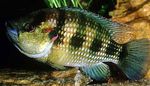 Akvariefiskar Hemichromis Fasciatus  Fil; Randig