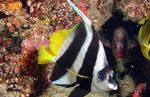 Heniochus Black & White Butterflyfish