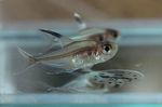 Аквариум Балық Tetra Seroplavnichnaya Copeland (Hyphessobrycon copelandi) Фото; күміс