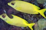 Indonesiano Rabbitfish Corallo