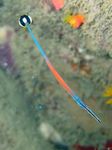 Janss Pipefish