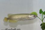 Jardini Arowana, Australian Pearl Arowana