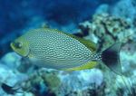 Java Rabbitfish, Ραβδώσεις Spinefoot  φωτογραφία και φροντίδα