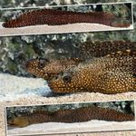 Eel Moray Bijuterii  fotografie și îngrijire