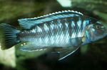 Aquariumvissen Johanni Cichlid (Melanochromis johanni) foto; Gestreept