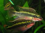 观赏鱼 Kribensis，krib (Pelvicachromis pulcher, Pelvicachromis kribensis) 照; 杂色