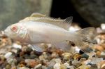 Peces de Acuario Kribensis, Krib (Pelvicachromis pulcher, Pelvicachromis kribensis) Foto; Blanco