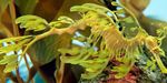 Frondoso Seadragon