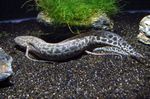 Leopard Lungfish