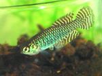 Akvariefiskar Leptolebias  Fil; Spotted