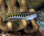 Lineární Blenny