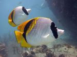 Vuorattu Butterflyfish