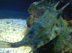 Longhorn Cowfish სურათი და მახასიათებლები