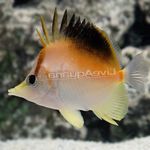 Longnose Atlantische Butterflyfish