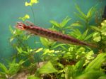 Longnose Gar  fotoğraf ve bakım