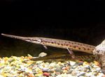 Ryby Akwariowe Longnose Gar (Lepisosteus osseus) zdjęcie; Cętkowany