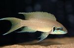 Lyretail Cichlid, Prinses Cichlid