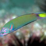 Lyretail Wrasse, Måne Wrasse