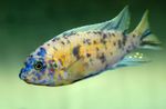 Аквариум Балық Cichlid, Тапир (Labeotrofeus Fuelleborna) (Labeotropheus fuelleborni) Фото; кетейін