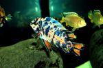 Les Poissons d'Aquarium Malawi Rêve (Labeotropheus fuelleborni) Photo; Hétéroclite