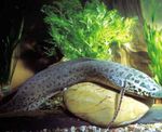 Marbled lungfish