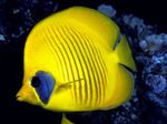 Maskirana Metulj, Zlati Butterflyfish, Bluecheek Butterflyfish