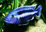 Ryby Akwariowe Melanochromis Chipokae  zdjęcie; Paski