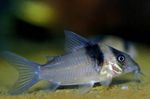 Аквариумные Рыбки Коридорас виргиние (Corydoras virginae) Фото; пятнистый