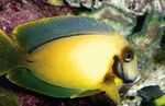 Аквариумные Рыбки Хирург шоколадный (Acanthurus pyroferus) Фото; желтый