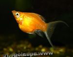 Akvariefiskar Molly (Poecilia sphenops) Fil; Guld