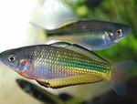 Murray River Rainbow