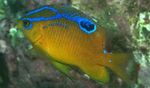 Aquarium Fish Neoglyphidodon  Photo; Yellow