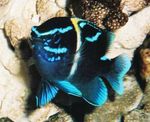 Aquarium Fish Neoglyphidodon  Photo; Blue