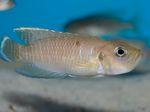 Neolamprologus brevis Photo and characteristics