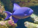 Niger Triggerfish, Czerwony Zębów Triggerfish